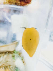 ウスカワマイマイ