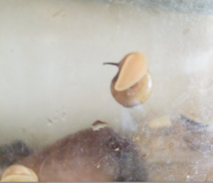 オナジマイマイ