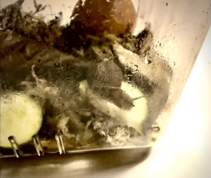 なすを食べるウスカワマイマイのオオバコちゃん