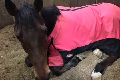 サトノセレリティ