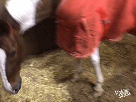 キャラメルちゃん