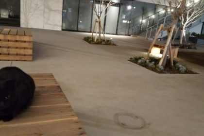 BRANCH南部市場　猫