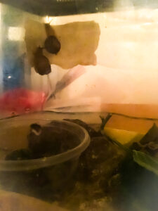 ウスカワマイマイ