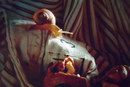 数に溺れてのカタツムリ