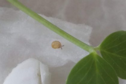 カタツムリ誕生