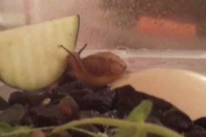 ナスとカタツムリ