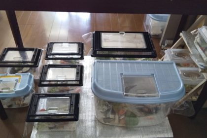 カタツムリ飼育環境