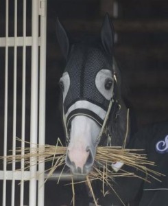 E382B4E383BCE383ABE38389E382B7E38383E38397E69C89E9A6ACE8A898E5BFB5E5AF9DE89781