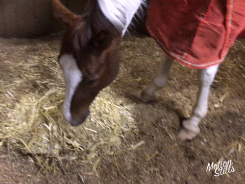 キャラメルマキアートちゃん