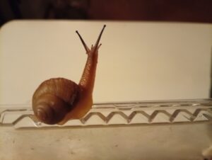 ウスカワマイマイ