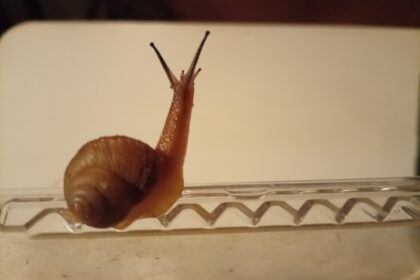 ウスカワマイマイ