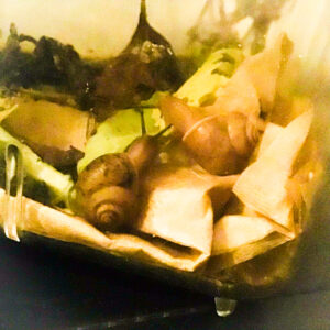 ウスカワマイマイ