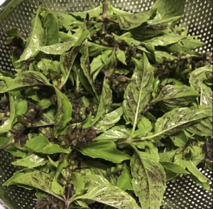 ホーリーバジル