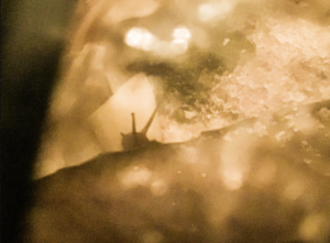 ウスカワマイマイ