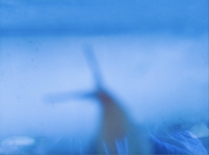 オナジマイマイ