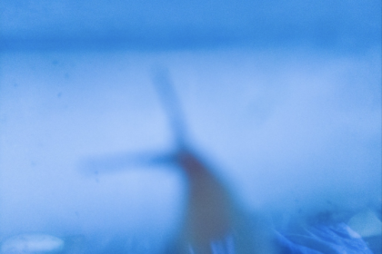 オナジマイマイ