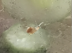 すももの赤ちゃん