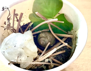 カタツムリのお墓