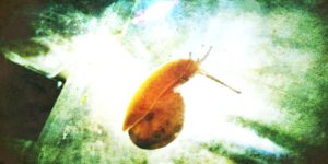 カタツムリ怪獣