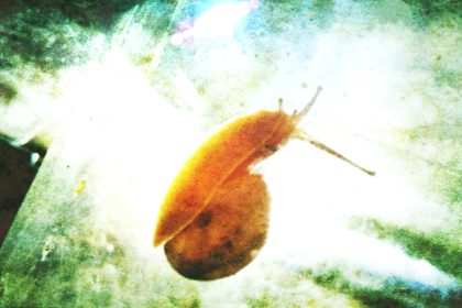 カタツムリ怪獣